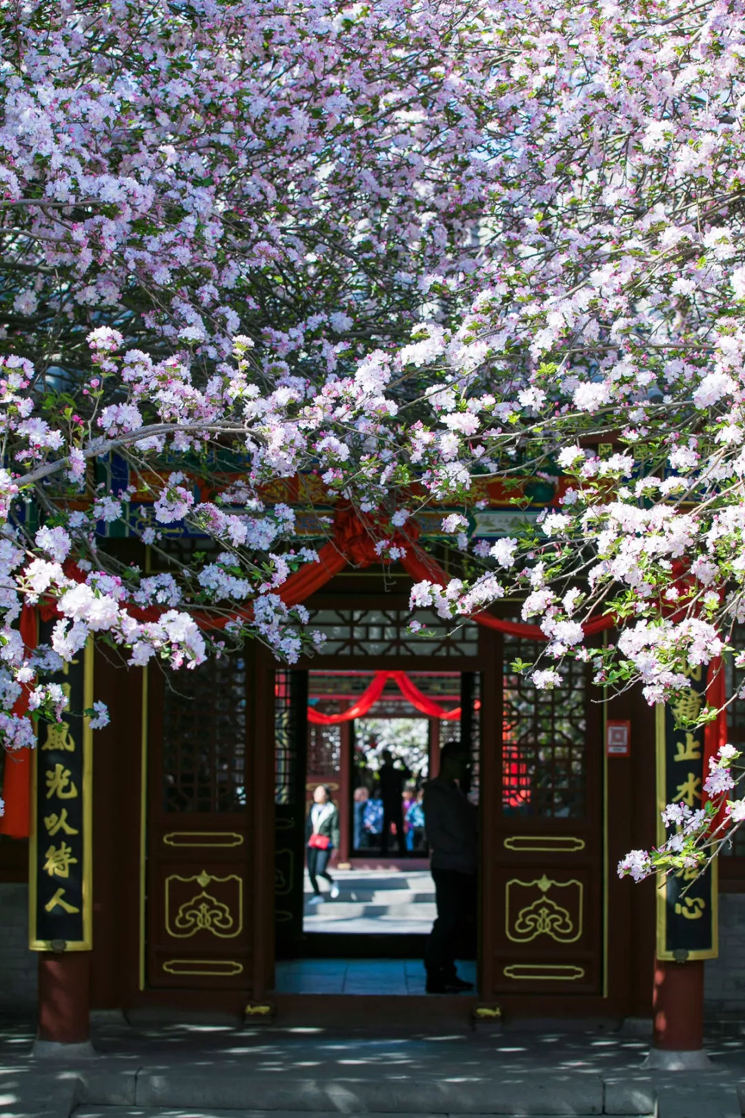 正定荣国府海棠盛开,梦回红楼花灼烁,枝头雪絮正放歌