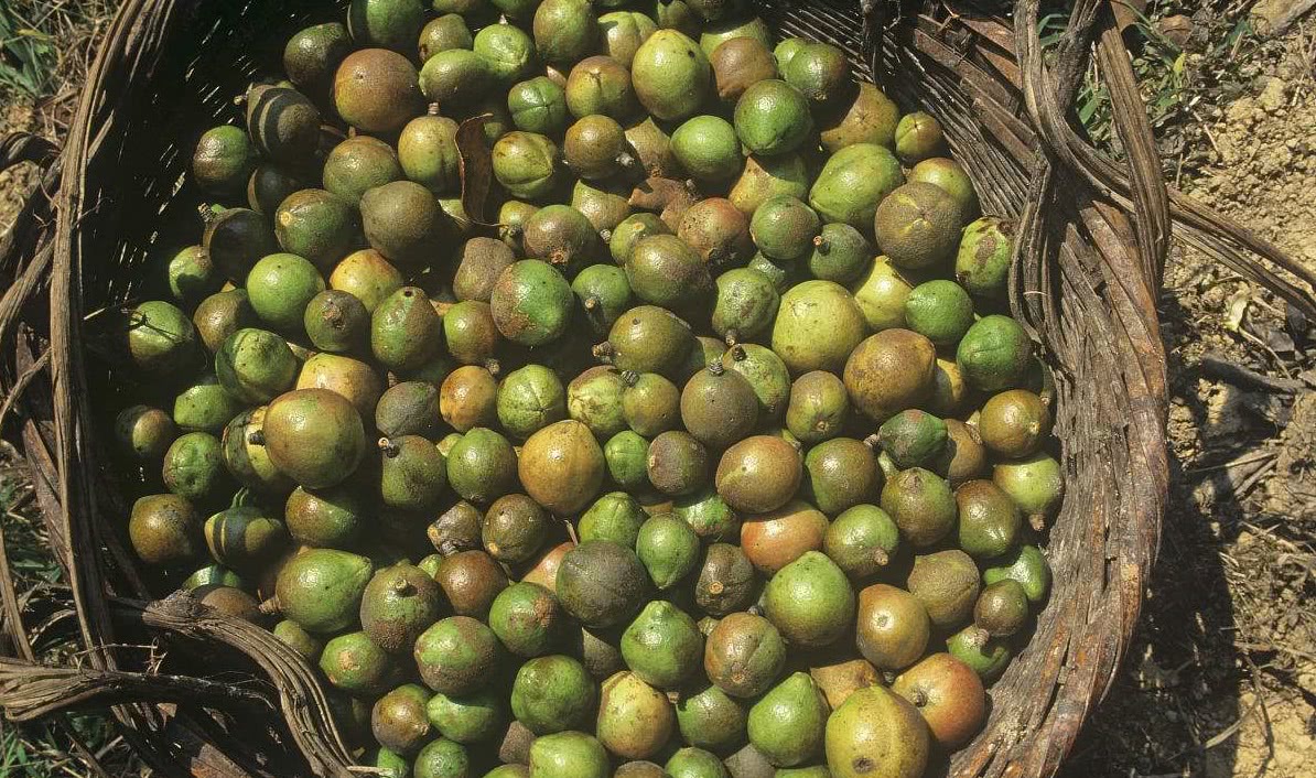 一棵树结果20斤,含油量达到59%,用它榨出的油60一斤