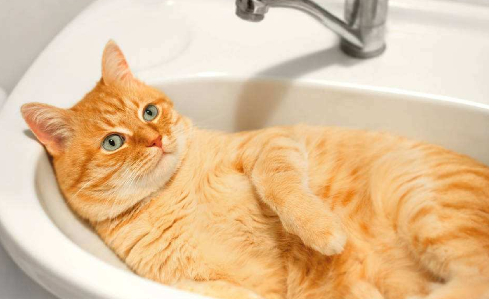 千万不要在这五种情况下给喵星人洗澡,不然铲屎官会后悔的!