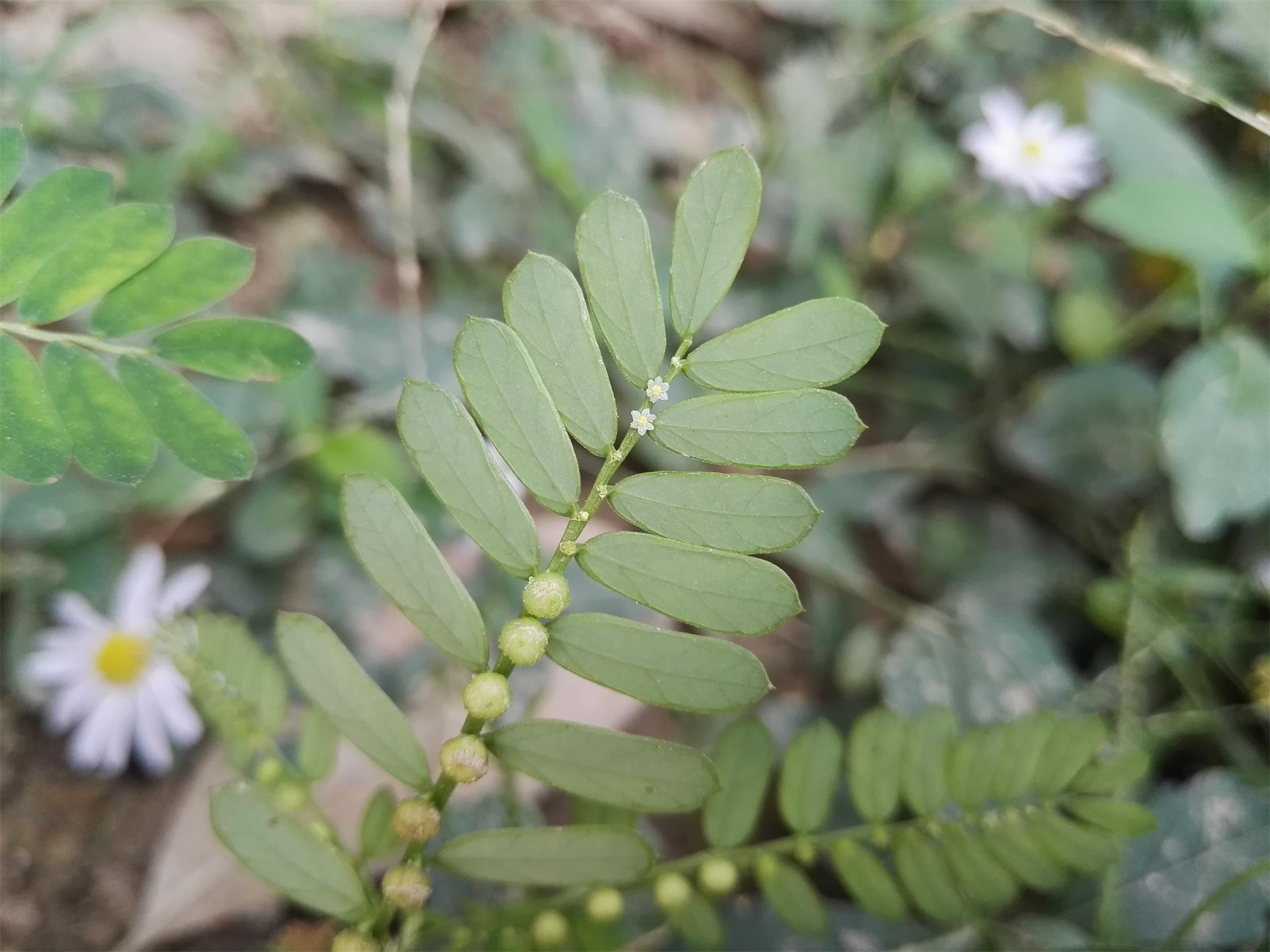 人称"龙珠草",农村娃当玩具,却不知价值珍贵,是治蛇咬伤良药