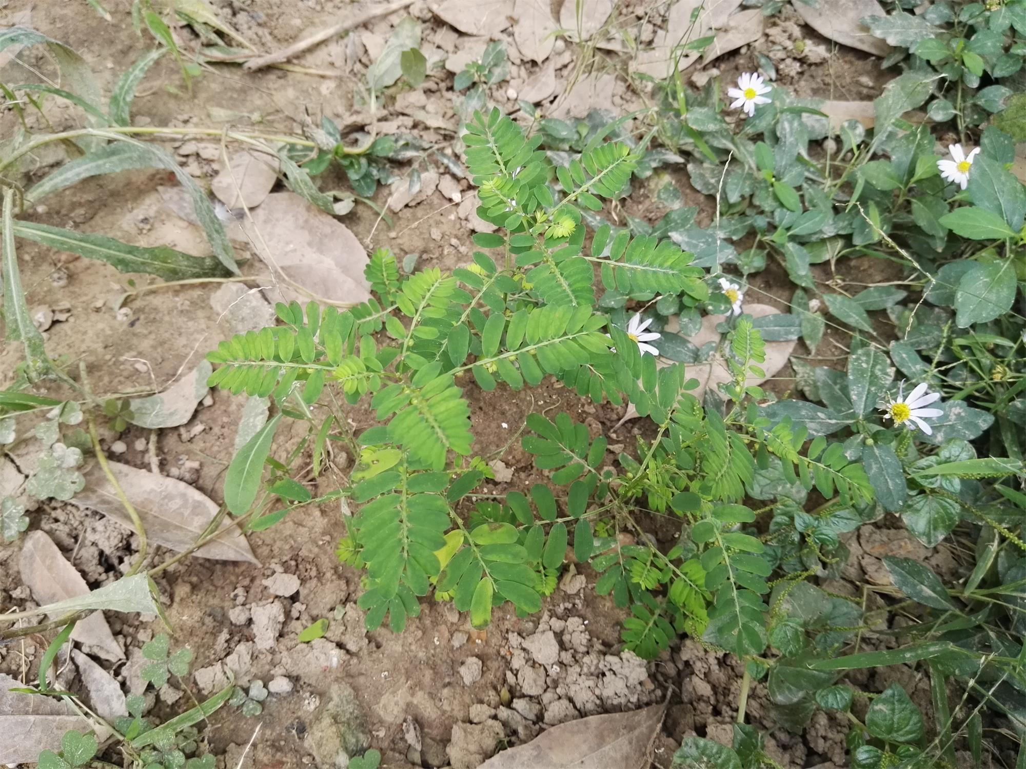人称"龙珠草",农村娃当玩具,却不知价值珍贵,是治蛇咬伤良药