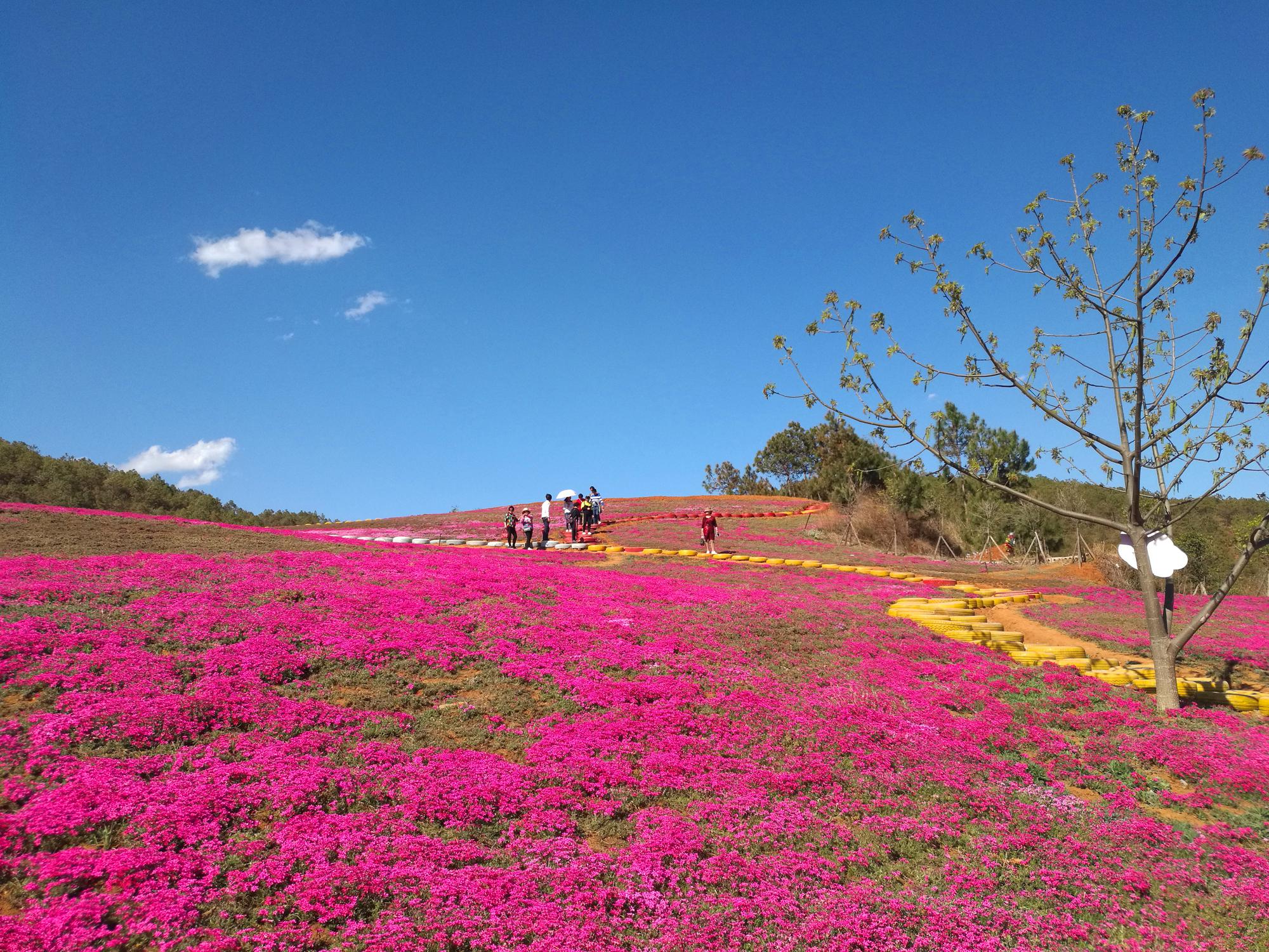 昆明游客李成龙原计划带母亲到日本北海道看芝樱花海