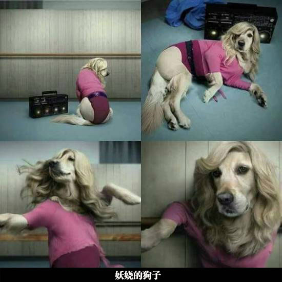 鸡儿冷静,那是只狗啊