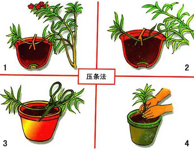 5种盆栽“压条”方法,不用剪枝不用嫁接,看完1种就会用,生根快