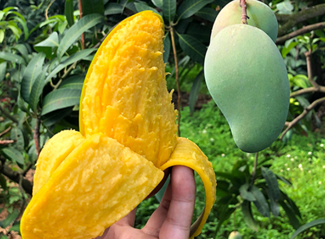 芒果界一姐越南甜心芒399元5斤限量100份