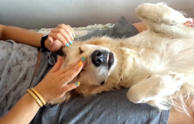 女主人给金毛做"马杀鸡",看到金毛的表情,网友们笑翻了