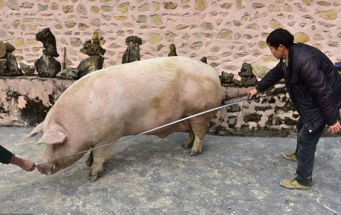 如果一头猪一直喂不杀掉,最终会长成什么样?说出来你可能不信