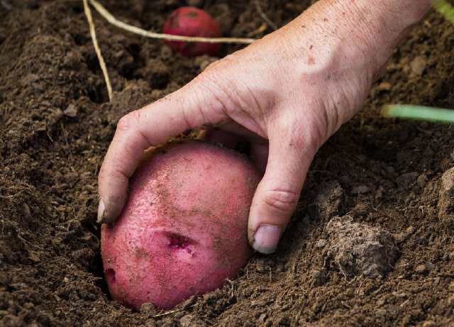 农村这种菜表面呈红色长得像红薯有些人从没见过