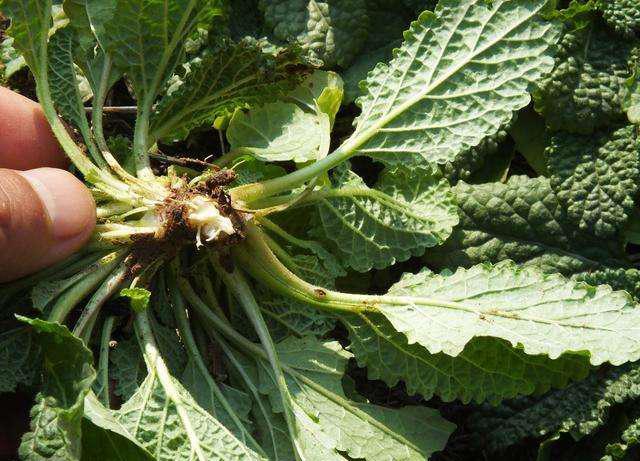 茅厕边生长的丑草却是穷人的救命草现在晒干7元一斤