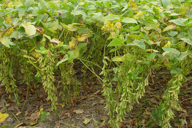 种植大豆,不太常见的一种病害,但不及时防治,减产也很严重