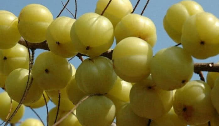 农村有种野果名字叫做牛甘果,以前孩子不喜欢吃,如今价值珍贵