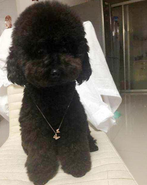 泰迪|狗狗|灰色_新浪新闻