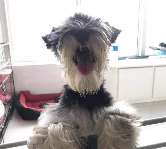 毛发,导致遮住了大眼睛,主人遭广大网友吐槽|雪纳瑞|主人|狗狗_新浪