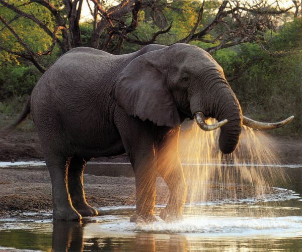 你知道为什么现在的大象那么少吗?让科学家告诉你真实答案