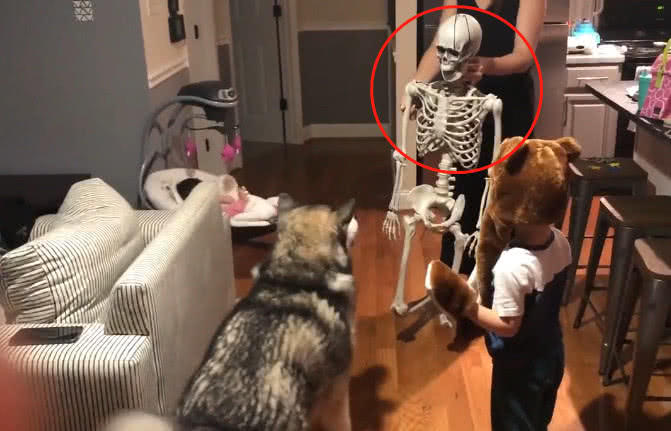 有些爱玩的铲屎官喜欢买一些不一样的玩具,比如会吓狗狗的整蛊道具