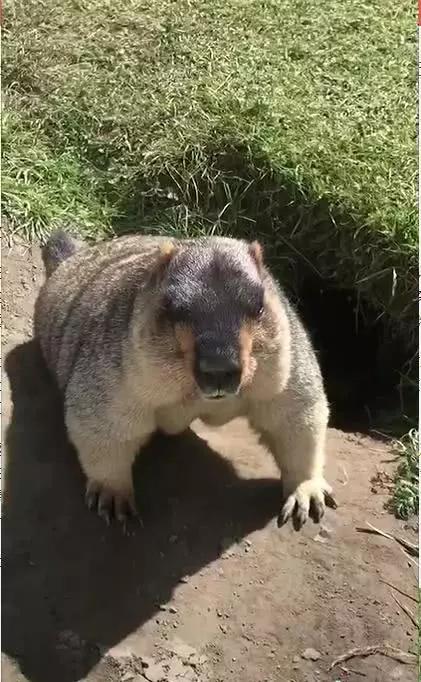 土拔鼠屁股比柯基的还肥堪比电动马达网友再肥家都进不去了