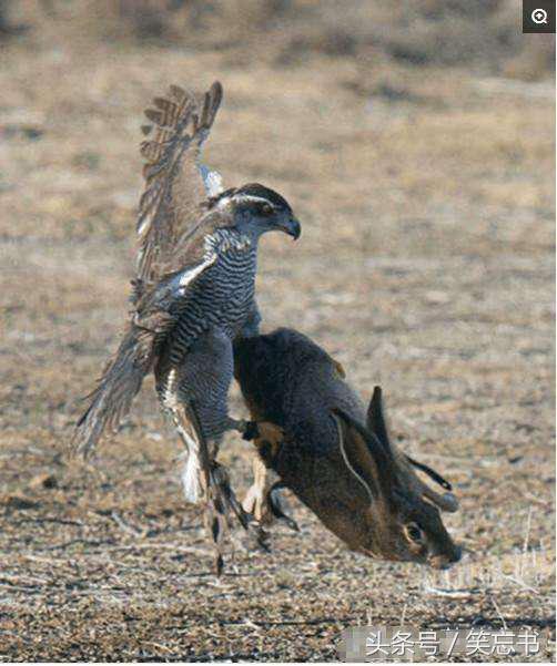 苍鹰在空中盘旋准备猎杀兔子,最后时刻兔子使出绝招"兔子蹬鹰"