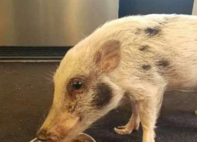 主人用鱼缸来养迷你猪小猪瘦成闪电仅不到10斤重简直皮包骨