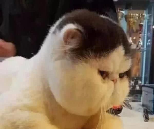 大白猫胖成球,奶奶以为是虚胖,全身剃光后全家人笑喷了!