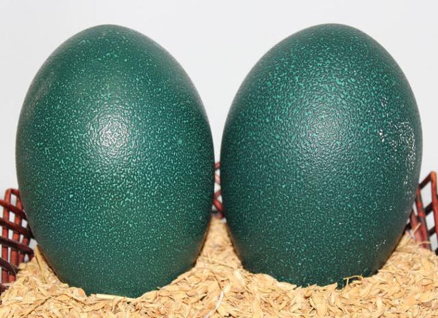 超市里的"这颗蛋",一颗就要422元,营养丰富,网友买不起|超市|鸸鹋蛋