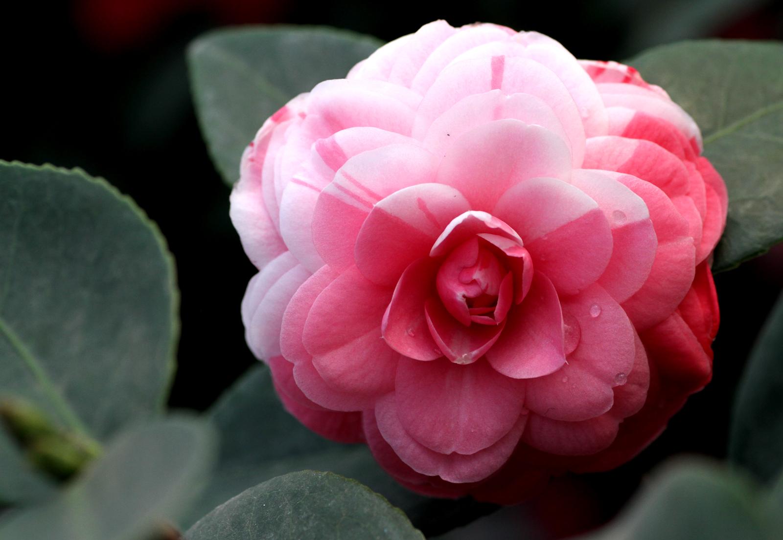 这几种植物开花超级漂亮,喜欢的赶紧在家里养上几盆吧!