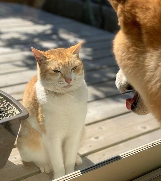 痴情大橘恋上隔壁邻居柴柴日日蹲守门口遥相望