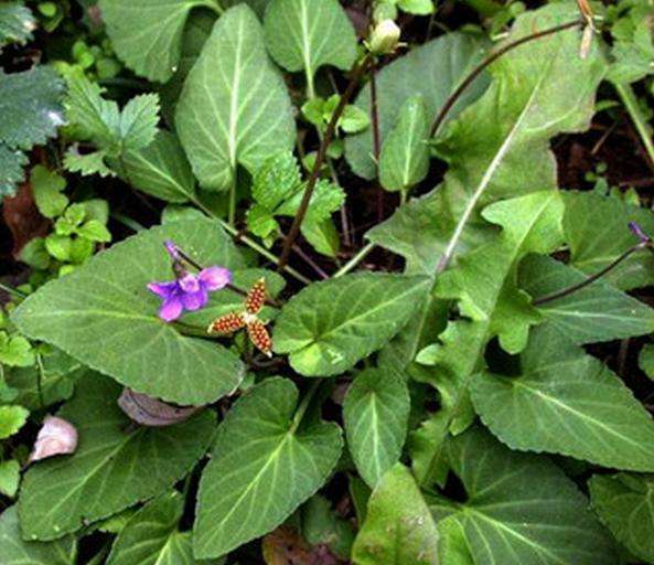 提个醒:在路边遇见这种野草,一定要拔回家,现在知道还不晚!
