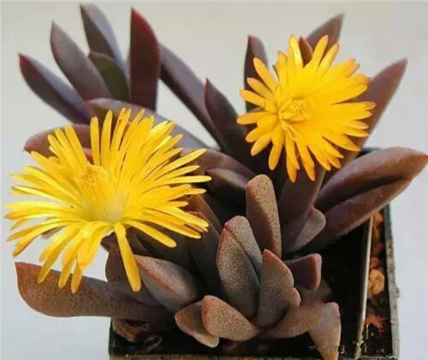 这28种多肉植物开花,真是太美了!她美沁人心脾!