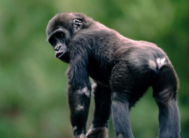 古猿在成为人类之前曾进化成海猿?科学家称:在这几点上可以看出