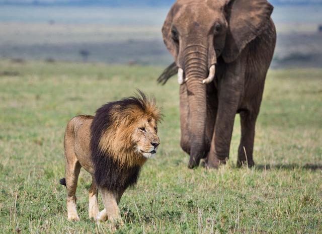 多少只非洲狮子能战胜一头发怒的成年公象?