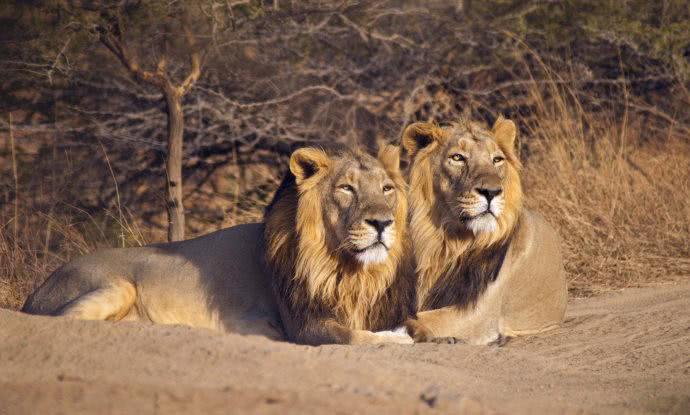 狮子只生活在非洲?这个亚洲国家也有狮子,100年前只剩13只