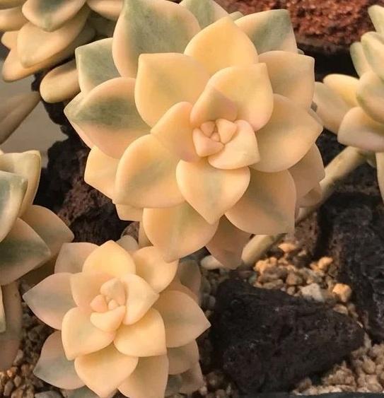 8种罕见黄色系多肉怎么搭配都美