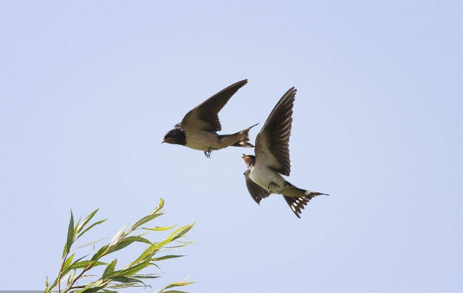 为何如今农村燕子不多见了?它面临的一些问题,你是否了解