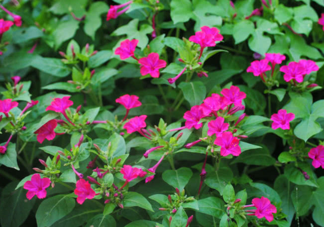 这种植物被人称之为头昏花芳香四溢且价值极其珍贵