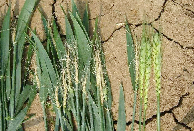 种植小麦,4月份遇到"倒春寒"有多大影响?该如何补救?