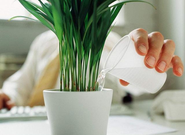 家里自制这种养花水,营养高成本低,养什么旺什么!