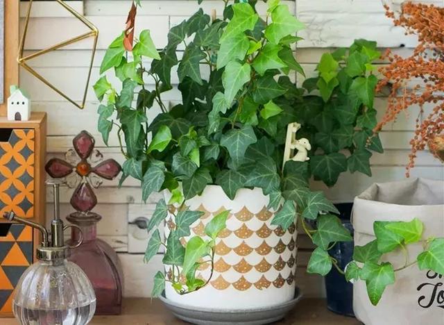 冬天太冷不方便开窗养盆吸甲醛的植物吧多少有净化空气的作用