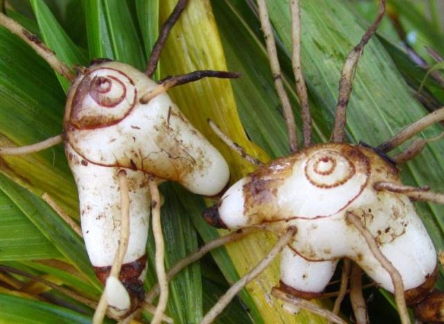 农村野草是珍贵的药材,老农常拿来泡酒喝,强身健体,延年益寿!