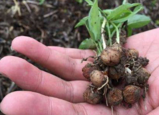 麻芋子是一种药材,这种药材在以前能够卖到三块钱一斤,现在的价值涨了
