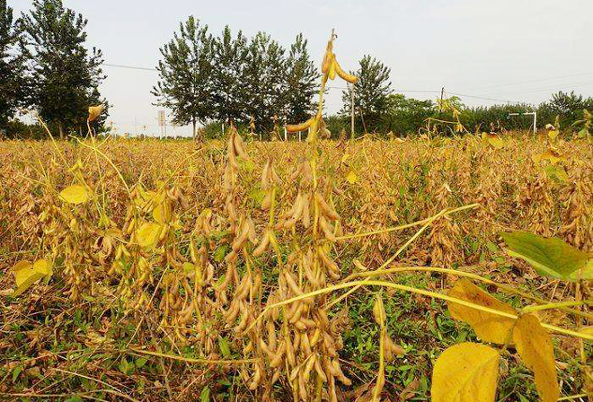 不知道大豆什么时候成熟?根据这4"看",第一年种植户也会判断
