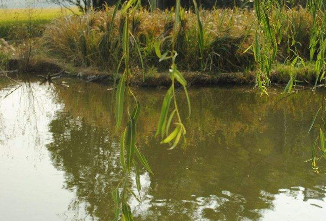 农村常见的池塘,有水时感觉鱼很多,水干后为什么鱼变少了呢?