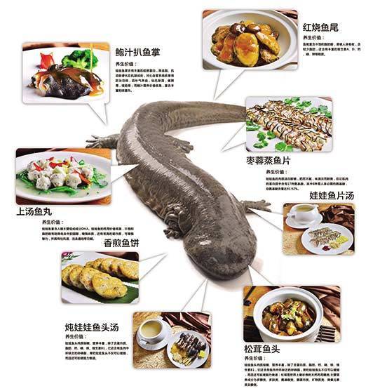 娃娃鱼也能吃?养殖大鲵成环保主义餐桌新宠
