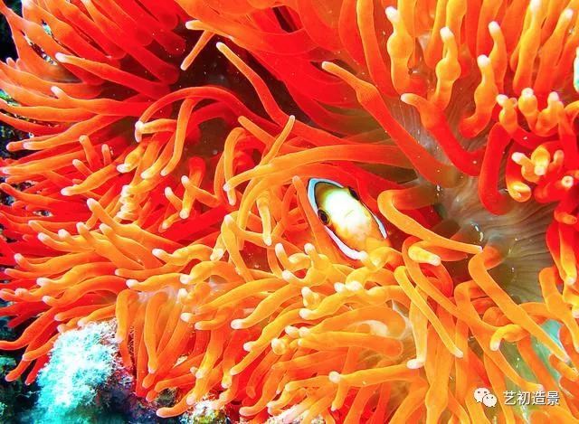 帕劳软硬珊瑚700多种珊瑚礁,堪称世界海底花园帕劳的软硬珊瑚群,绵延