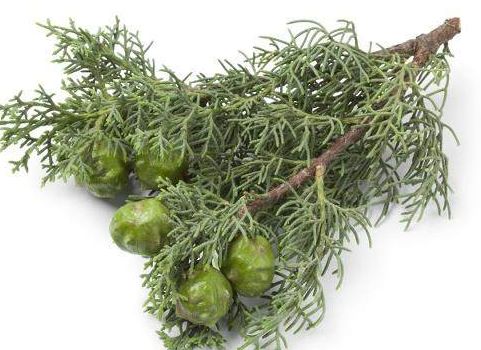 柏树叶不但能治疗秃顶,还让头发光滑有光泽|柏树叶