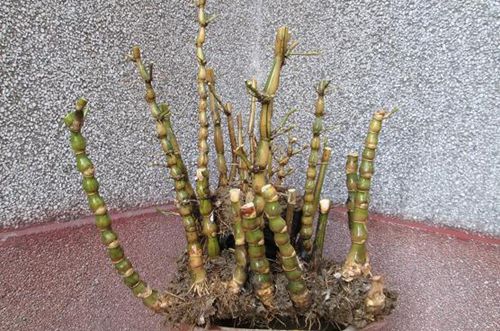 佛肚竹怎样修剪佛肚竹修剪方法