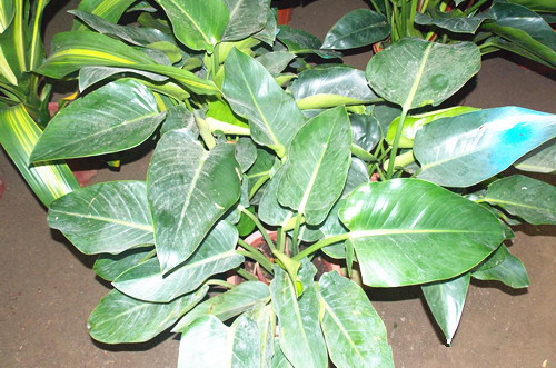 图:绿钻蒙尘的时候要记得擦洗4,修剪换盆当出现枝干满盆,"头重脚轻"