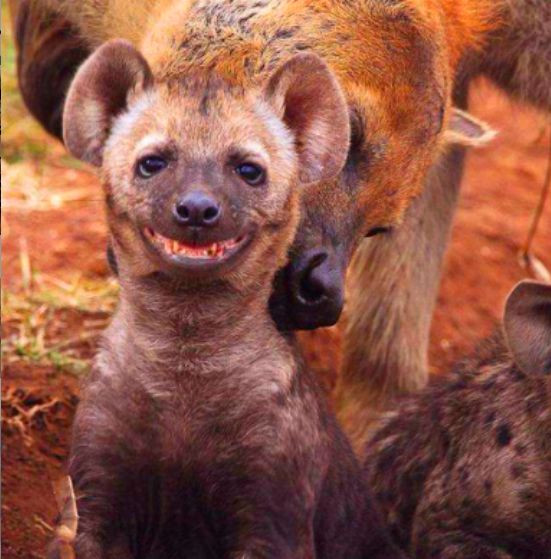 斑鬣狗的微笑看起来有些尴尬,或许是因为它们的名声不太好吧虽然脸上