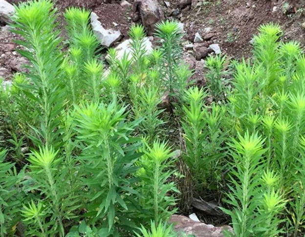 听到小蓬草这个名字可能好多人都不是很熟悉,但是只要看到它的样子就