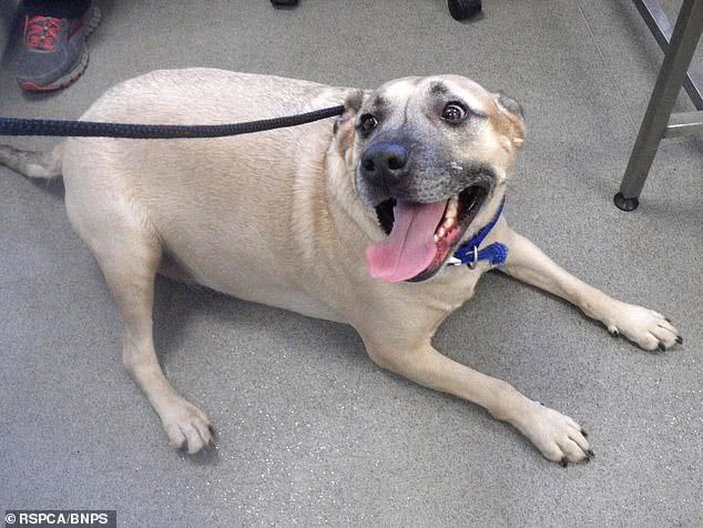 据外媒报道,英国多塞特郡58岁男子马丁·哈里森之前给两只斗牛梗喂食