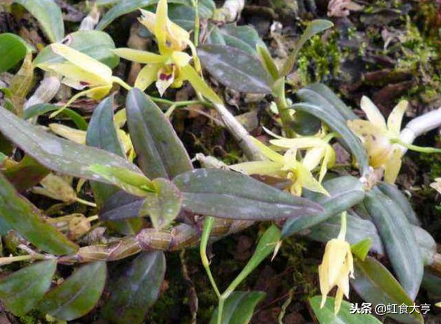 这种野菜曾被用来喂猪,如今1斤卖到上百块,不知道你们有没吃过